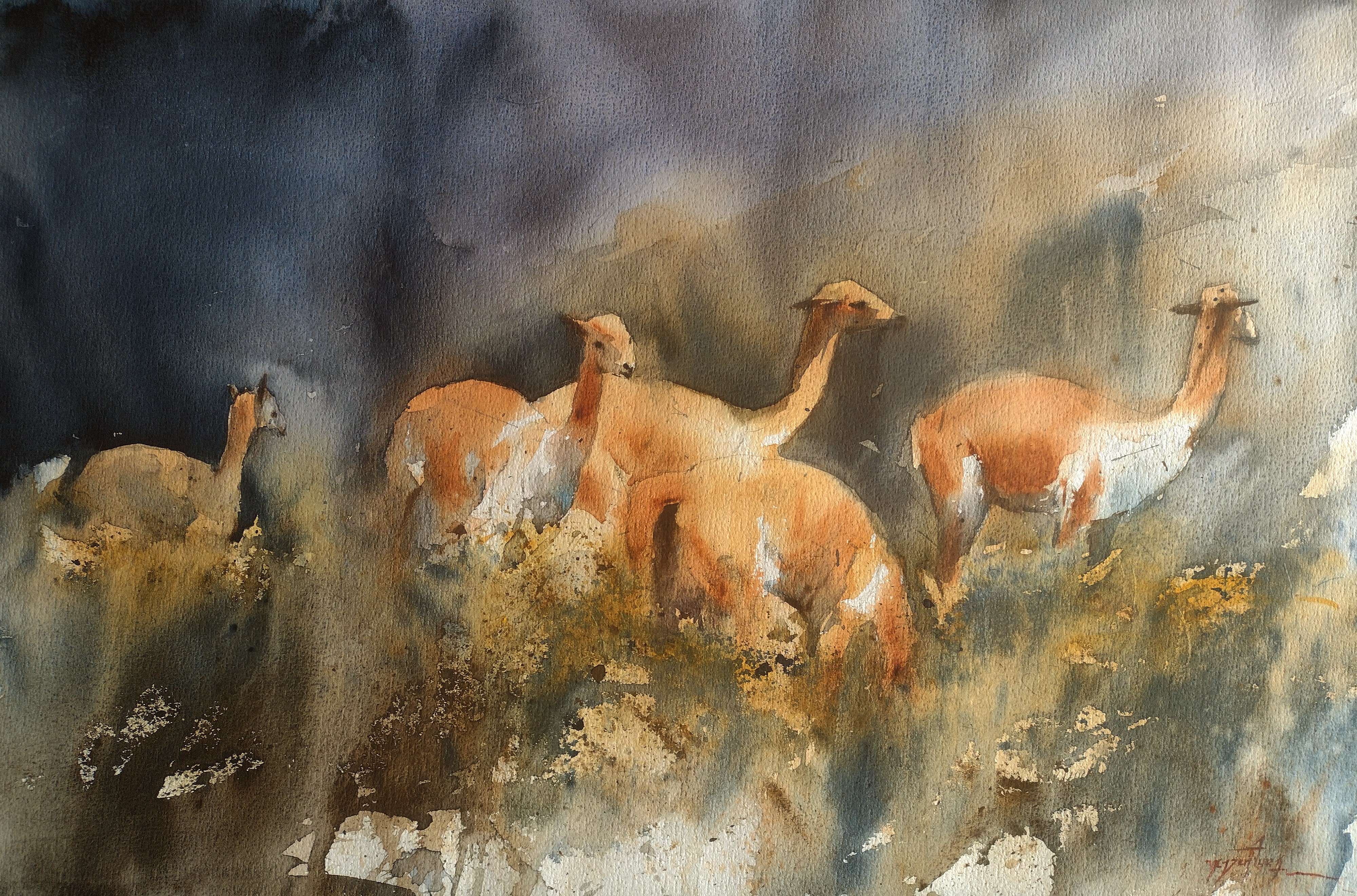 El oro de los andes - vicuñas 